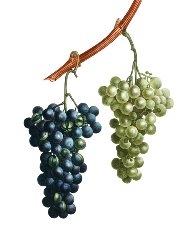 Grappe de Raisin